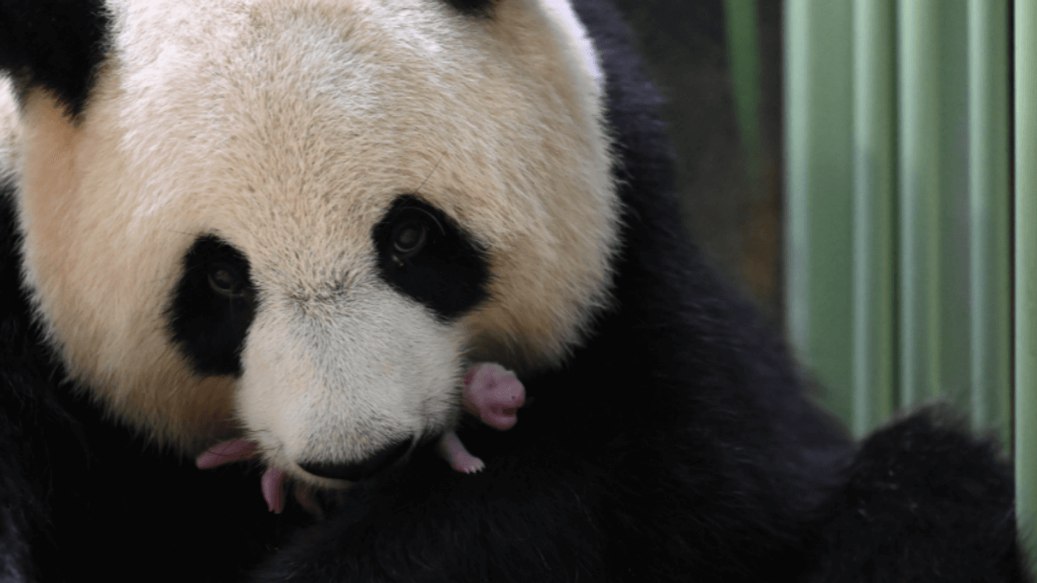 Naissance de jumelles pandas au Zoo de Beauval