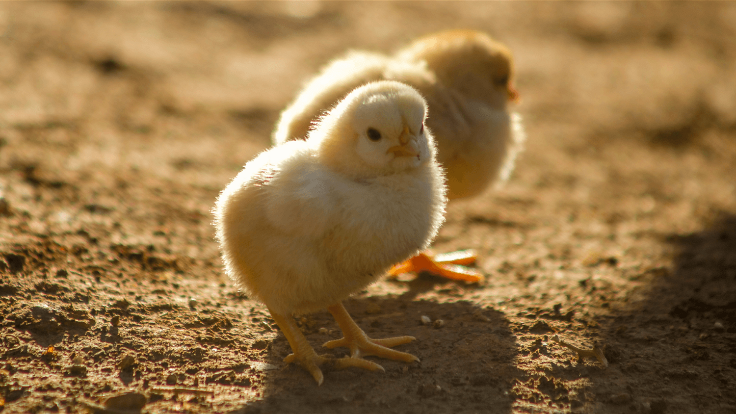 Poussins