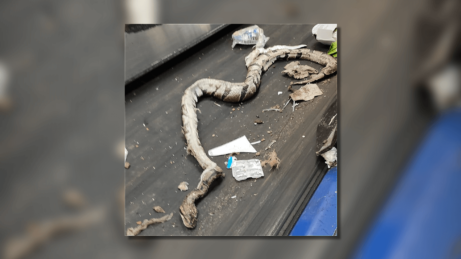 Châteauroux : le cadavre d'un python découvert lors du tri des déchets