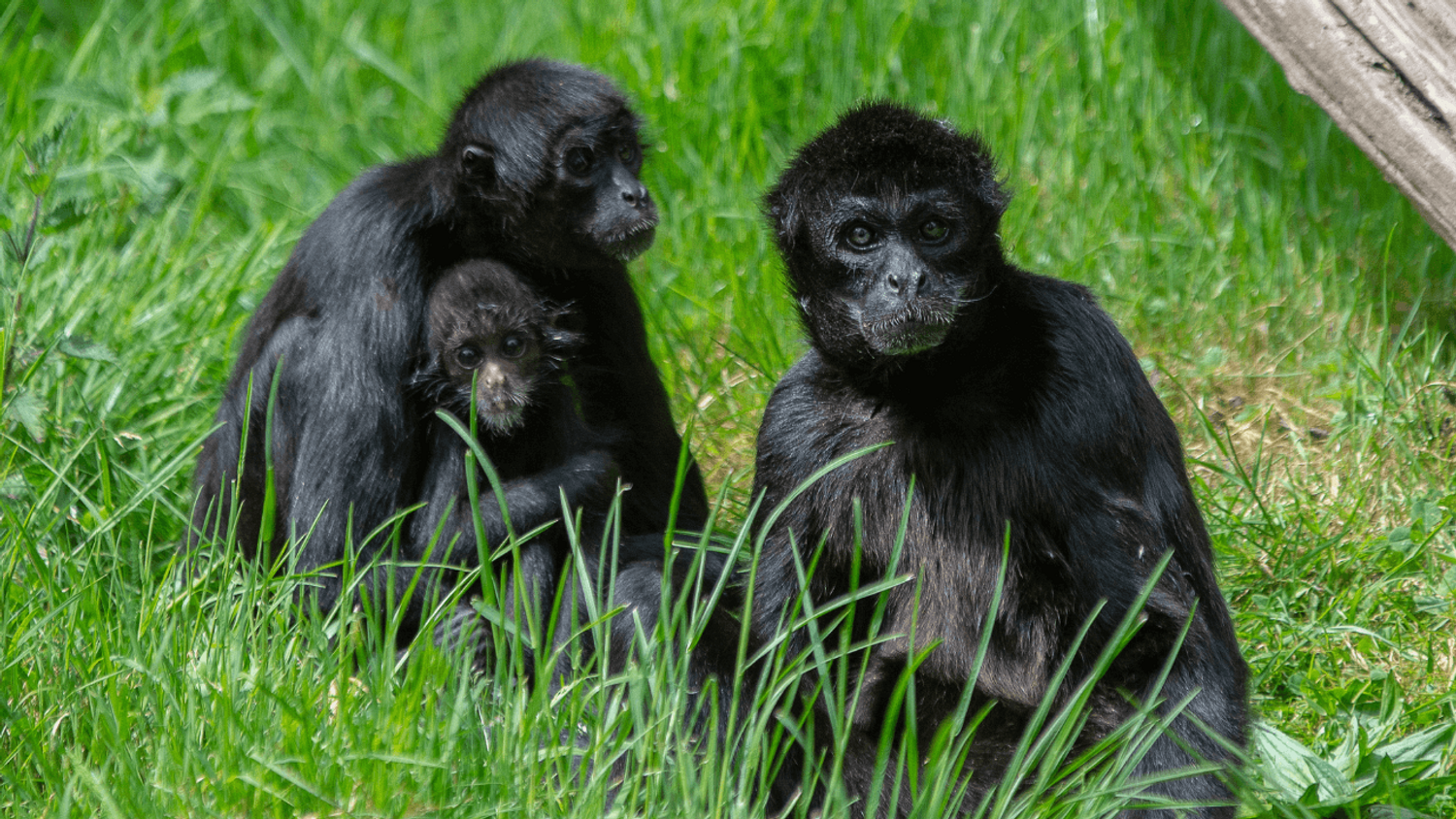 Ces primates, atèle à tête brune, seront visibles aux Terres de Nataé.