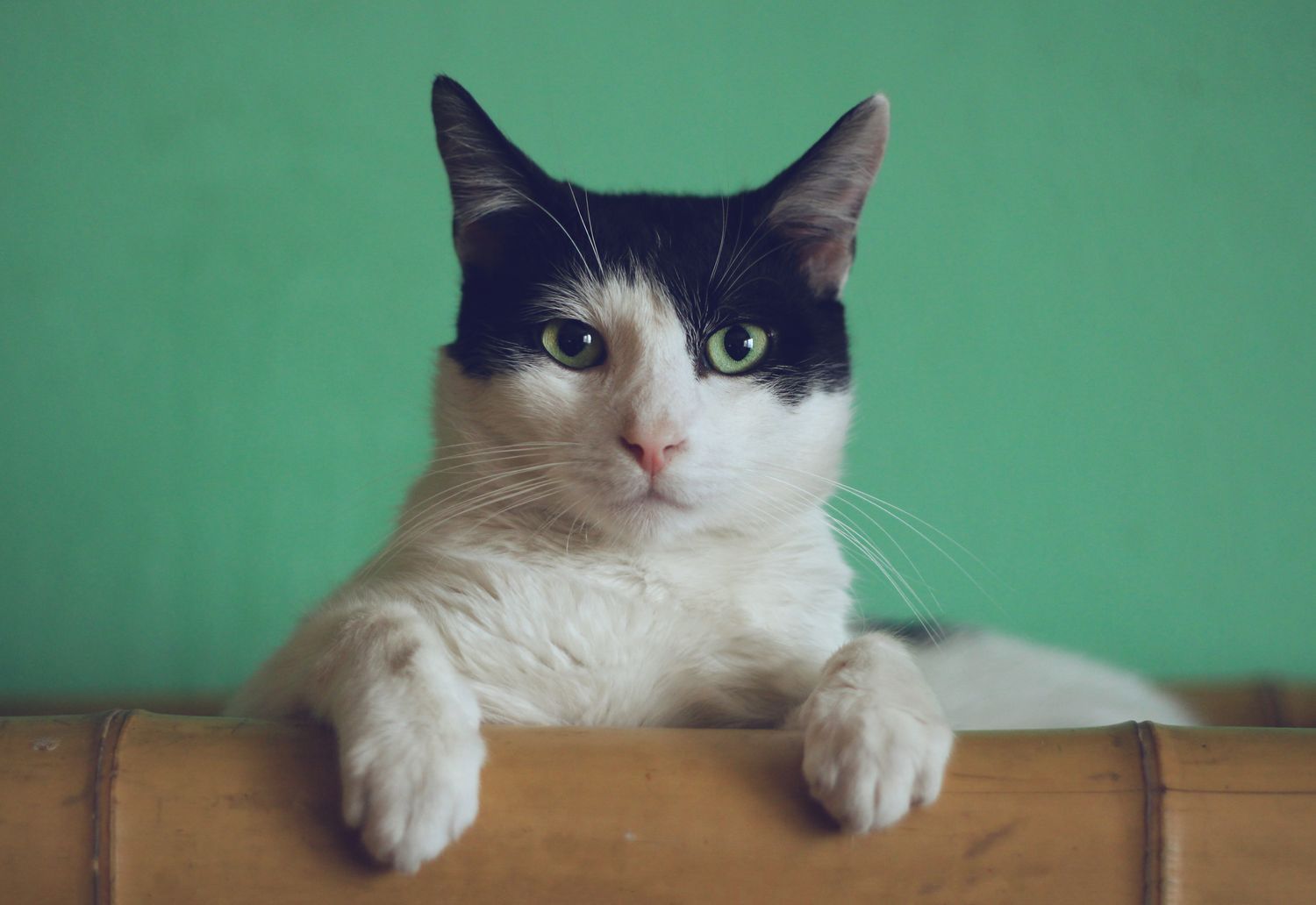Cat - Adoption