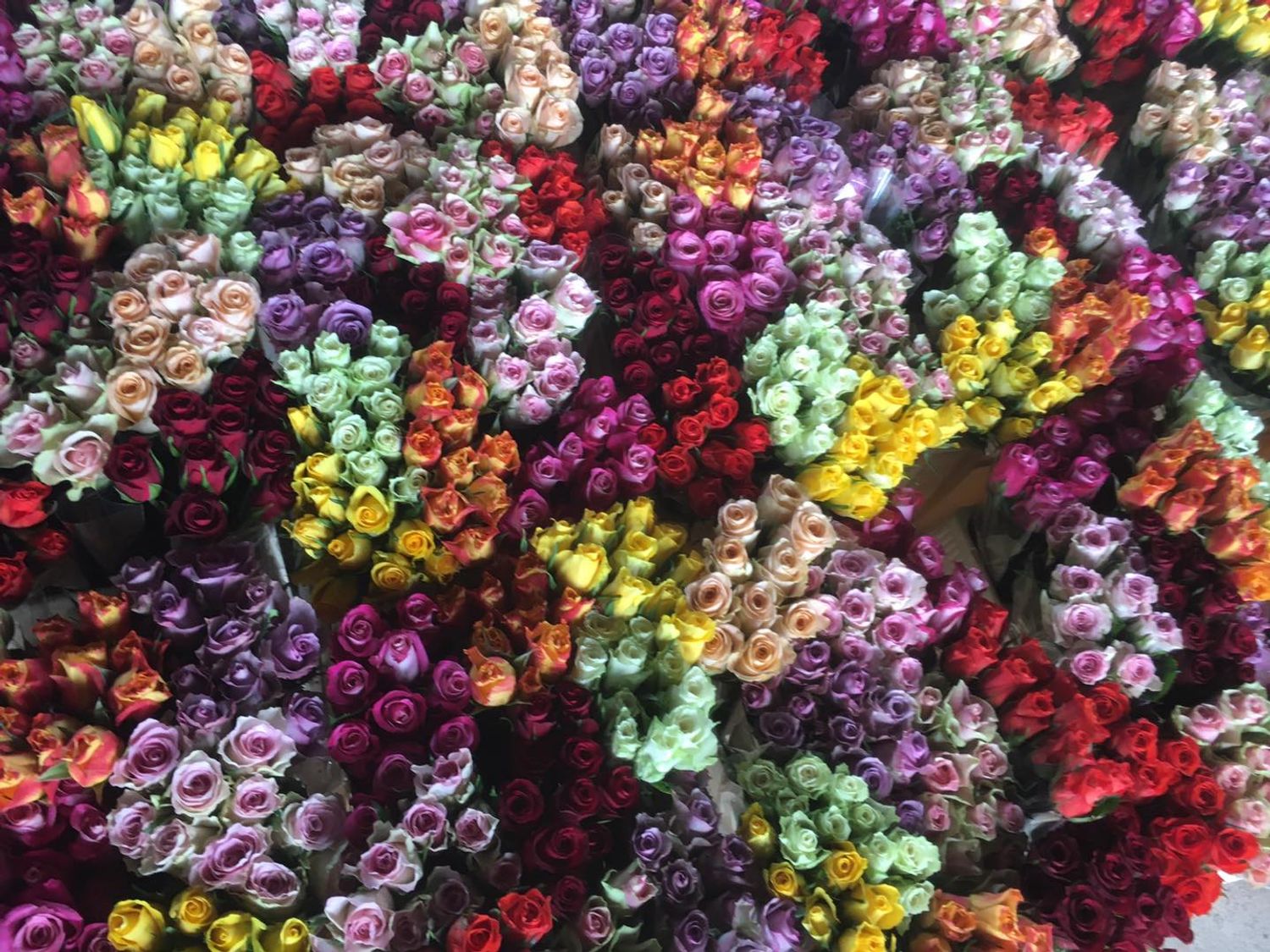 ROSES