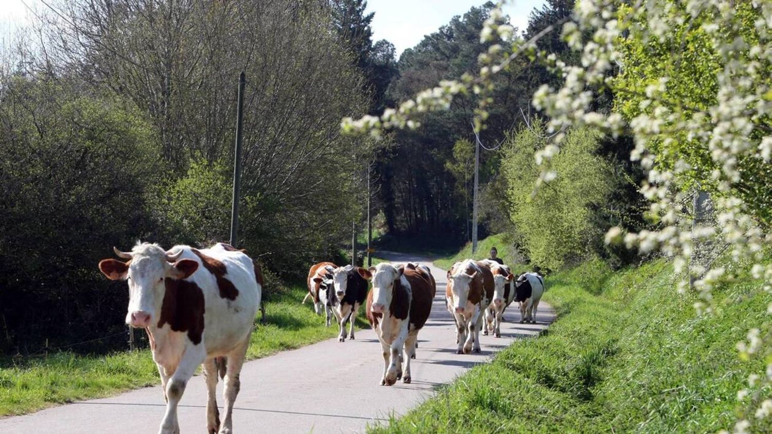 Calvados terre d'elevage