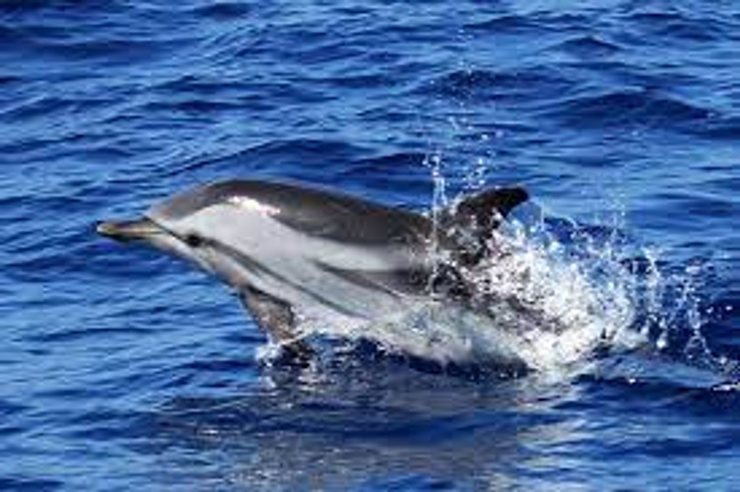 [ CULTURE/LOISIR ] Venez observer des baleines et des dauphins dans la Méditerranée ...