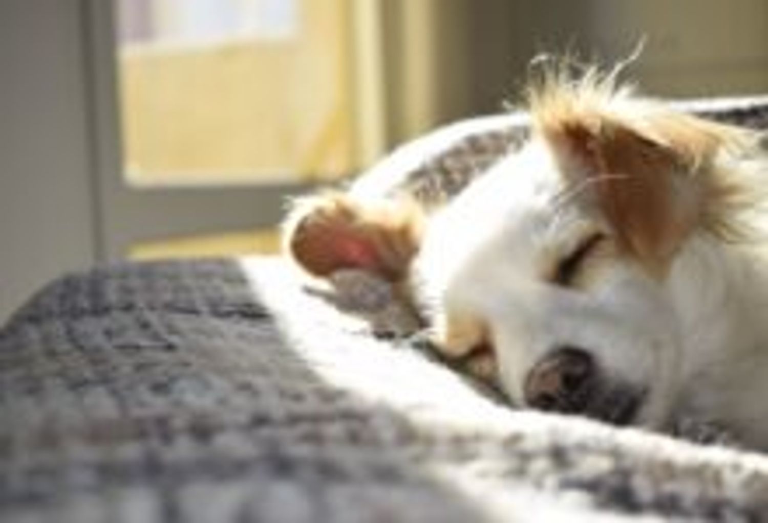 [ SOLIDARITE ] GARD Royal Canin lance un programme d’adoption d’animaux de compagnie dans les EHPAD