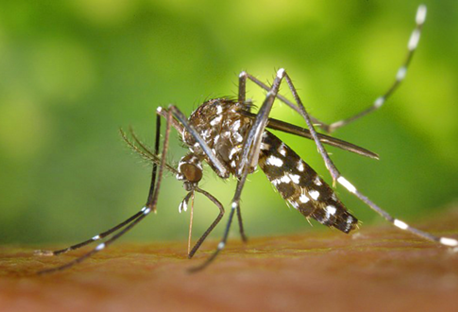 [ ENVIRONNEMENT ] Attaque de moustiques sur la région