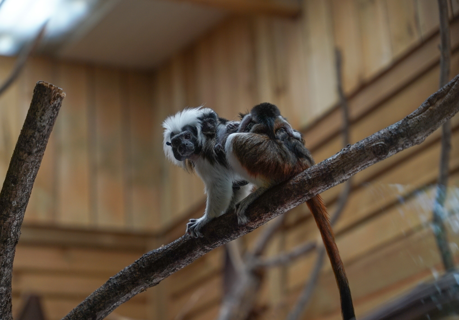 Le tamarin pinché est l’une des espèces de primates les plus menacées au monde.