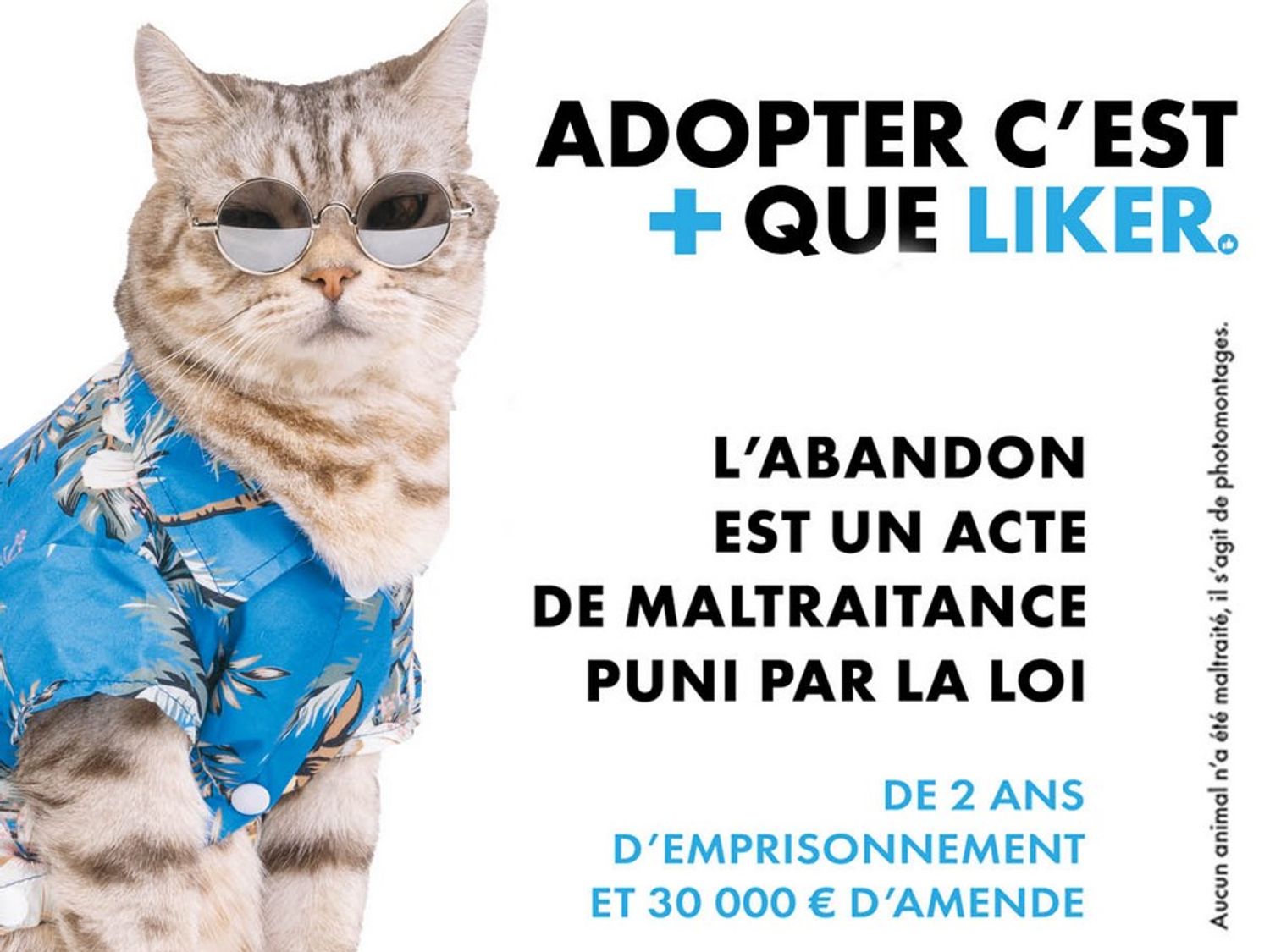 La ville de Dijon s’engage contre les abandons d’animaux domestiques