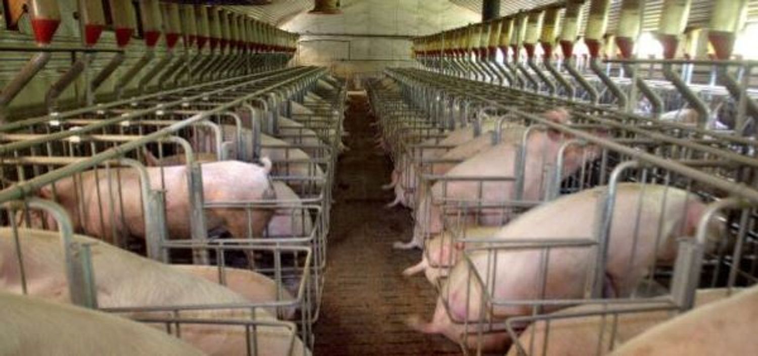 Usine à cochons