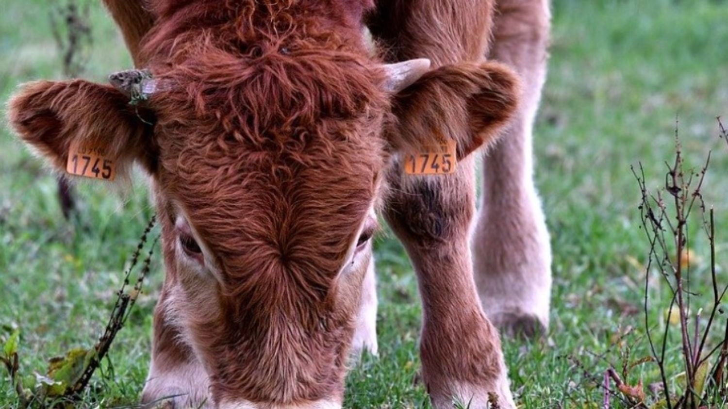 Paris : le Salon de l'agriculture 2022 sera celui des retrouvailles