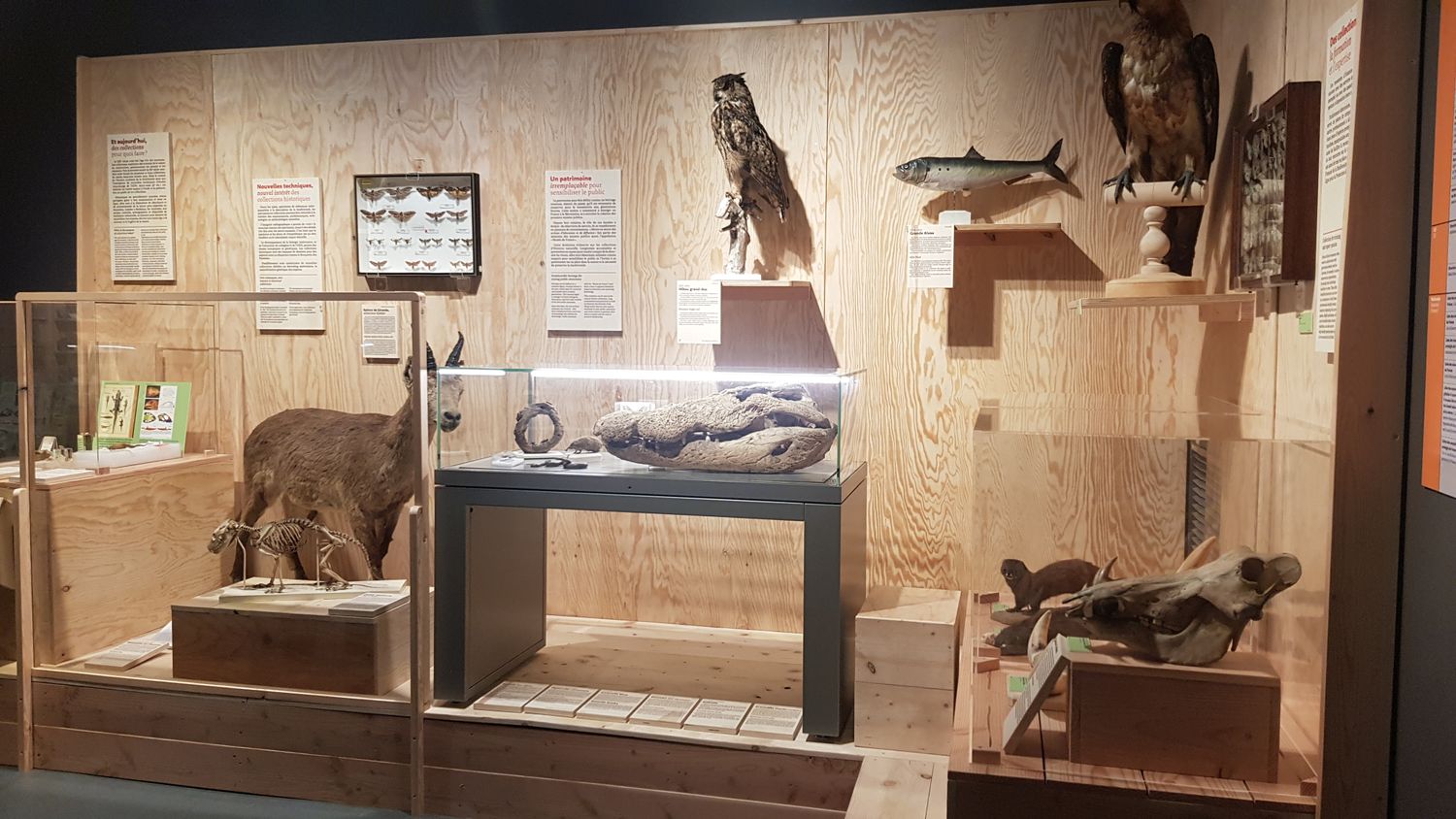 Museum d'histoire naturelle