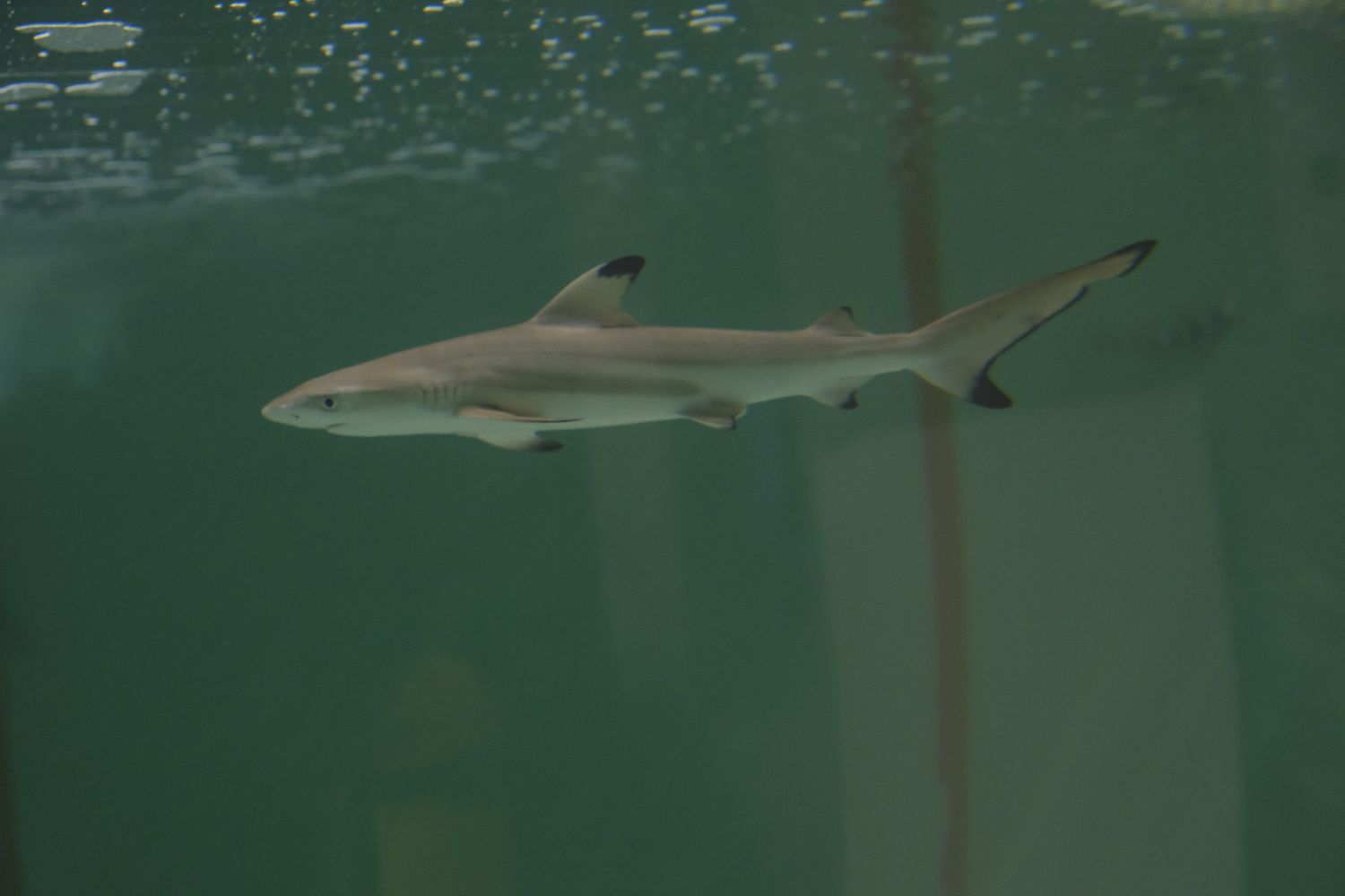 Une femelle requin à pointe noire dans l'Aquarium de Paris.