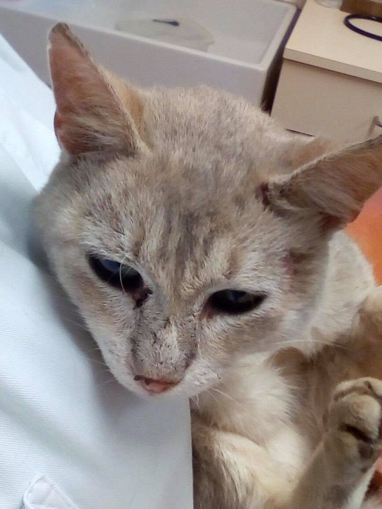 Chat asso