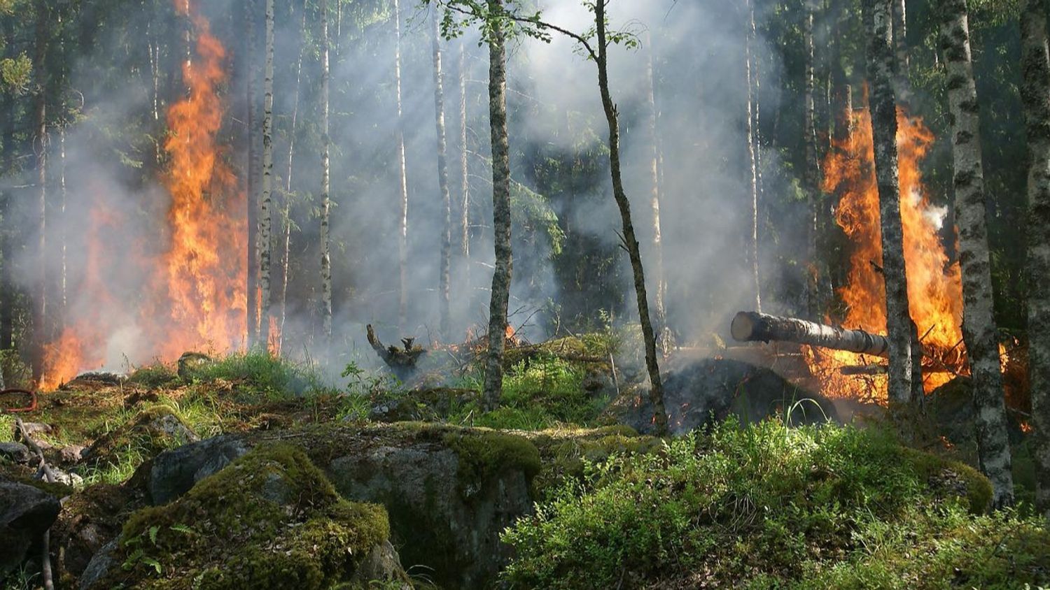 Vague de chaleur : le risque d’incendie est maximal dans les forêts de l’Île-de-France