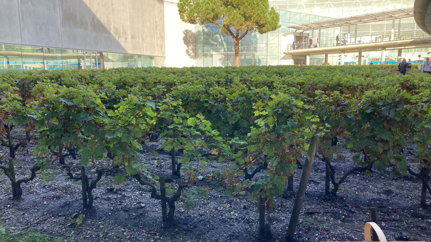 Vendanges aéroport