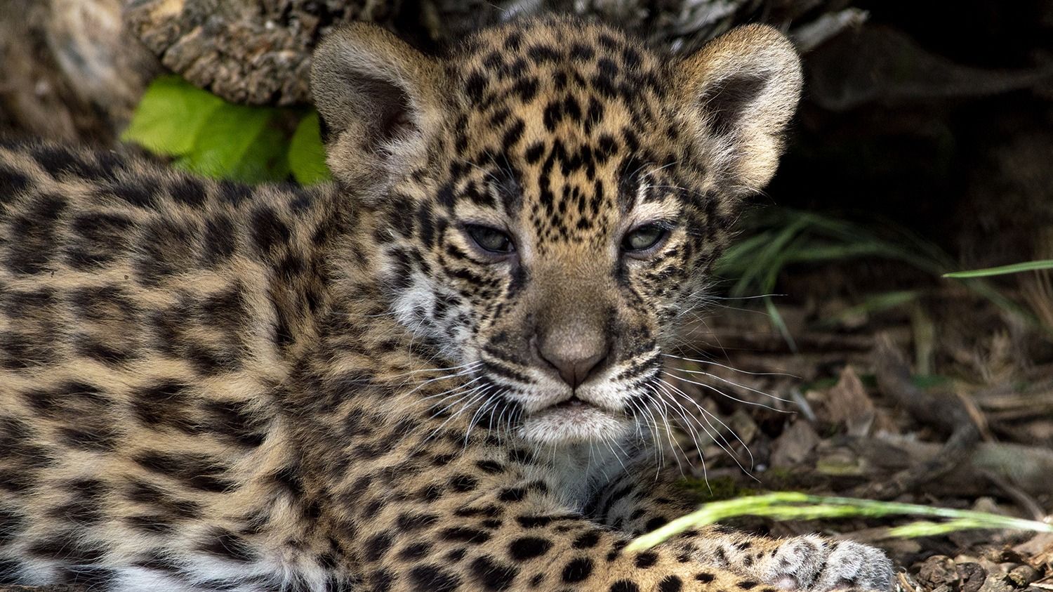 Bébés jaguars Parrot World