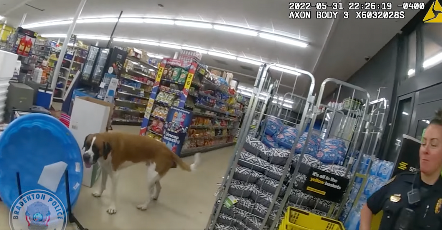 La police intervient pour déloger un chien têtu qui refuse de sortir d’un magasin (vidéo)
