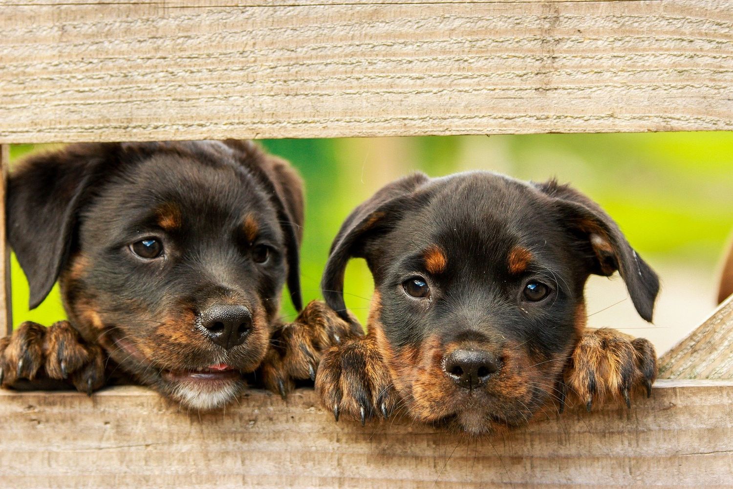 Une femme condamnée pour avoir jeté des chiots dans une poubelle