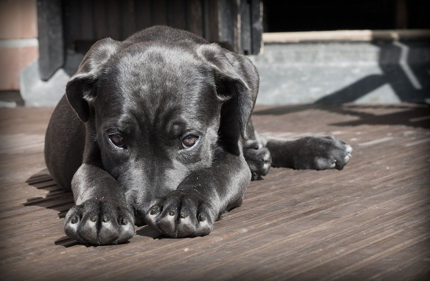 chien