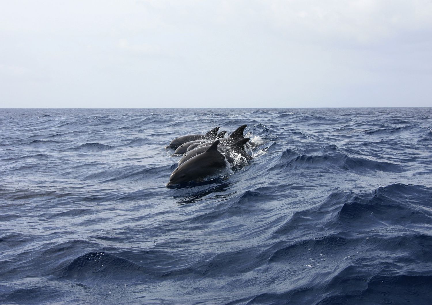 Sur les 17 dauphins échoués, 14 ont été secourus.