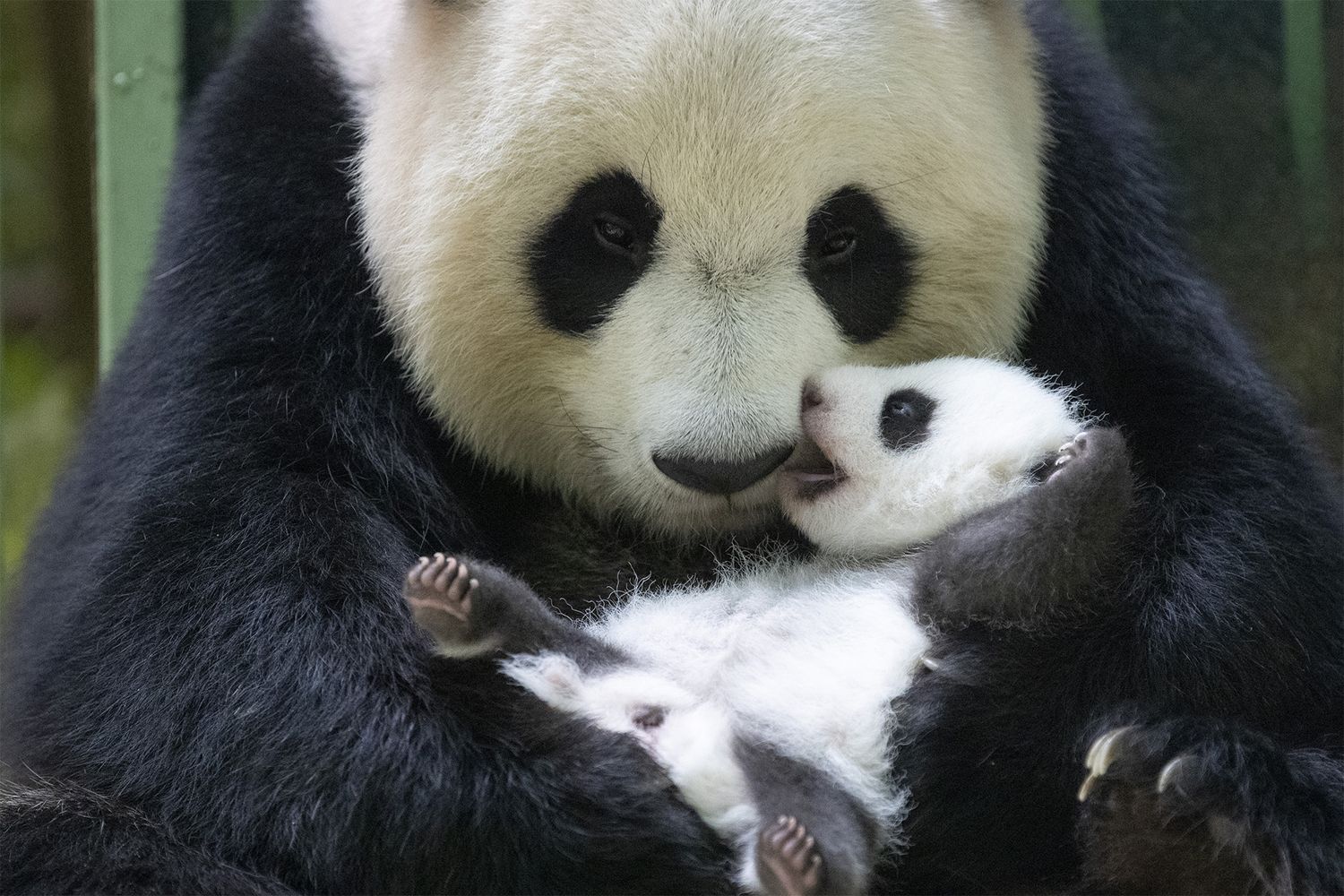 La mère Huan Huan passe 3 à 4h par jour avec ses deux bébés.