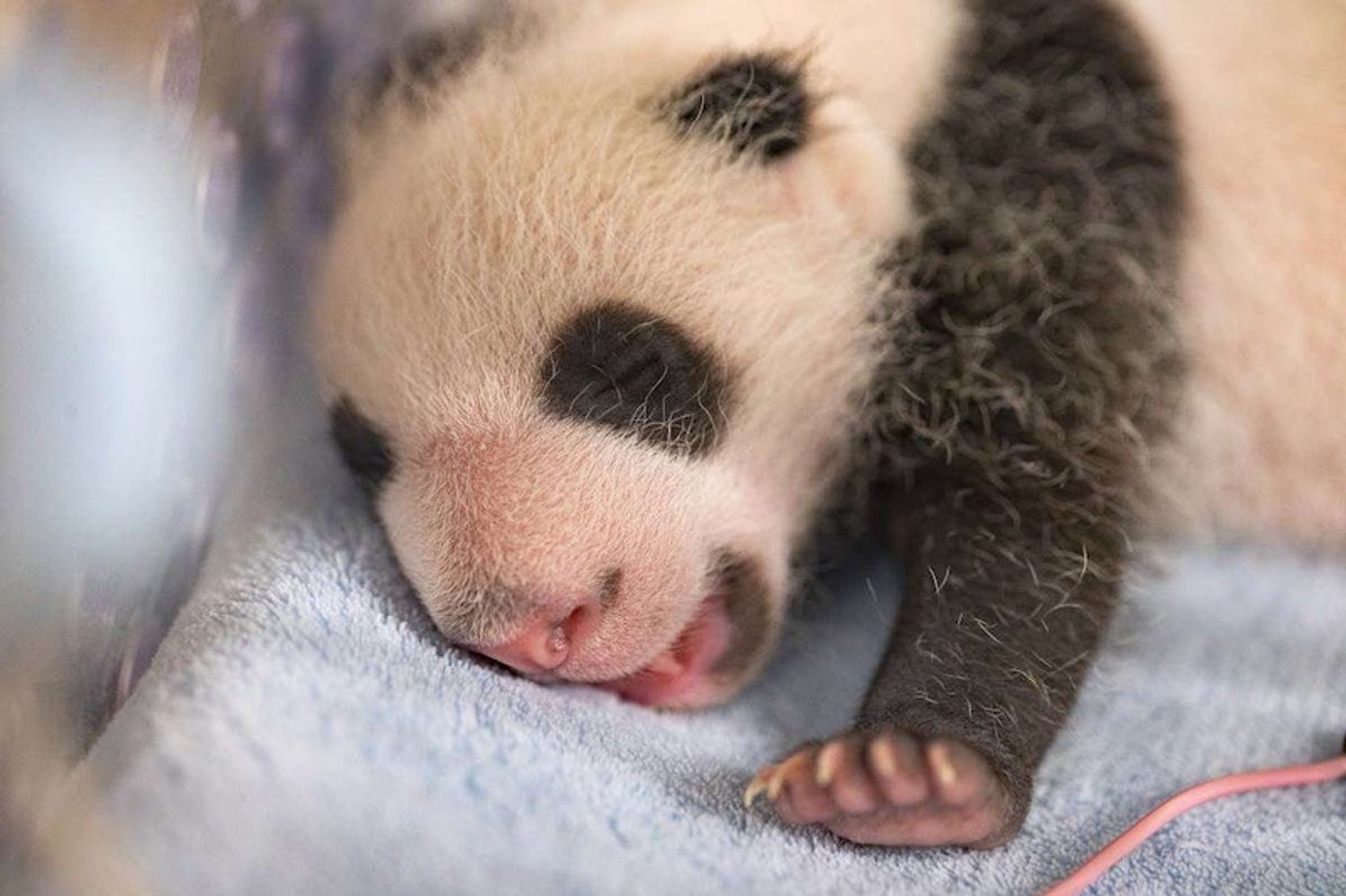 Zoo de Beauval : les jumelles panda fêtent leur un mois !