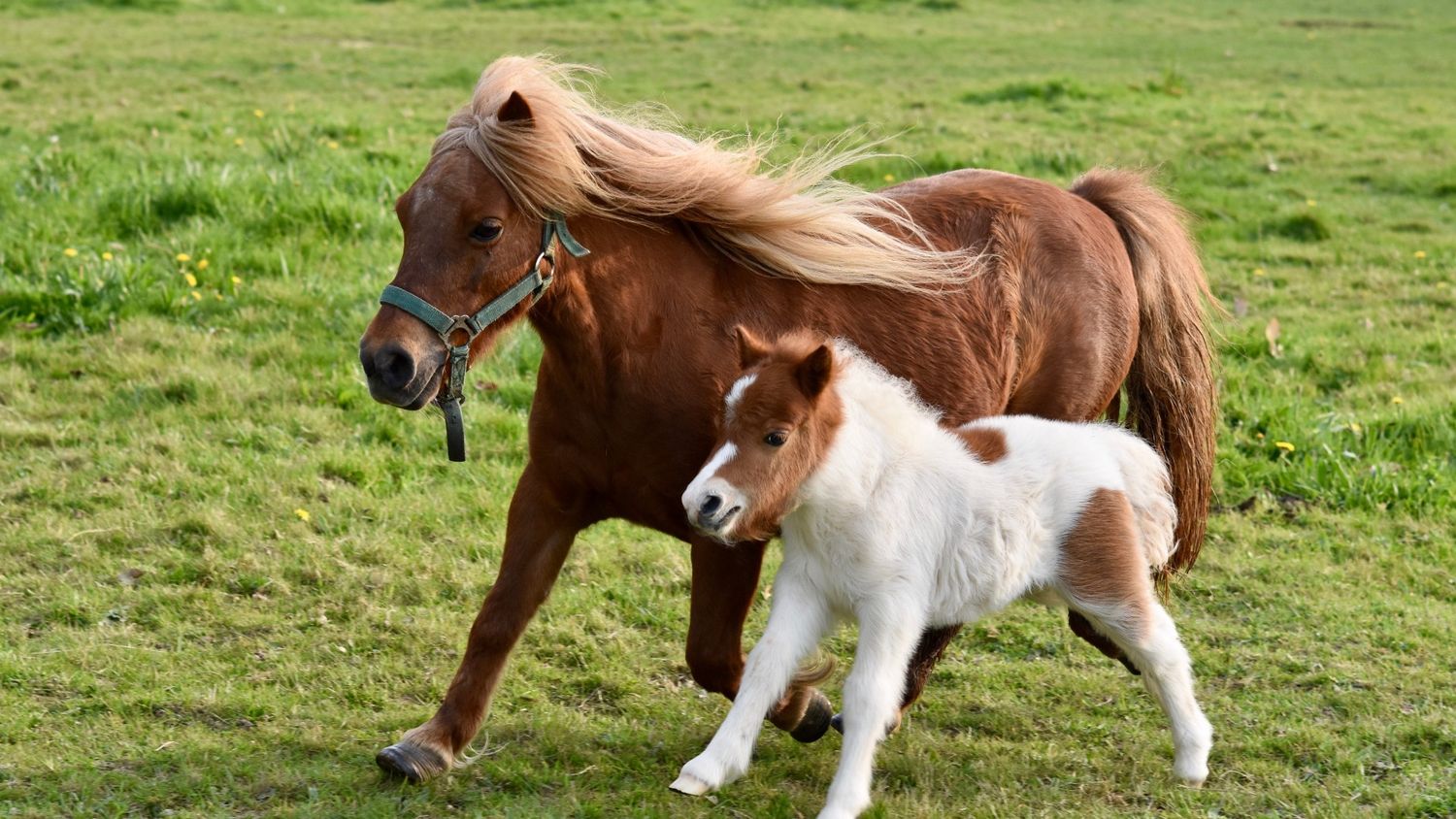 Paris : les balades à poney bientôt interdites au nom du bien-être animal ?