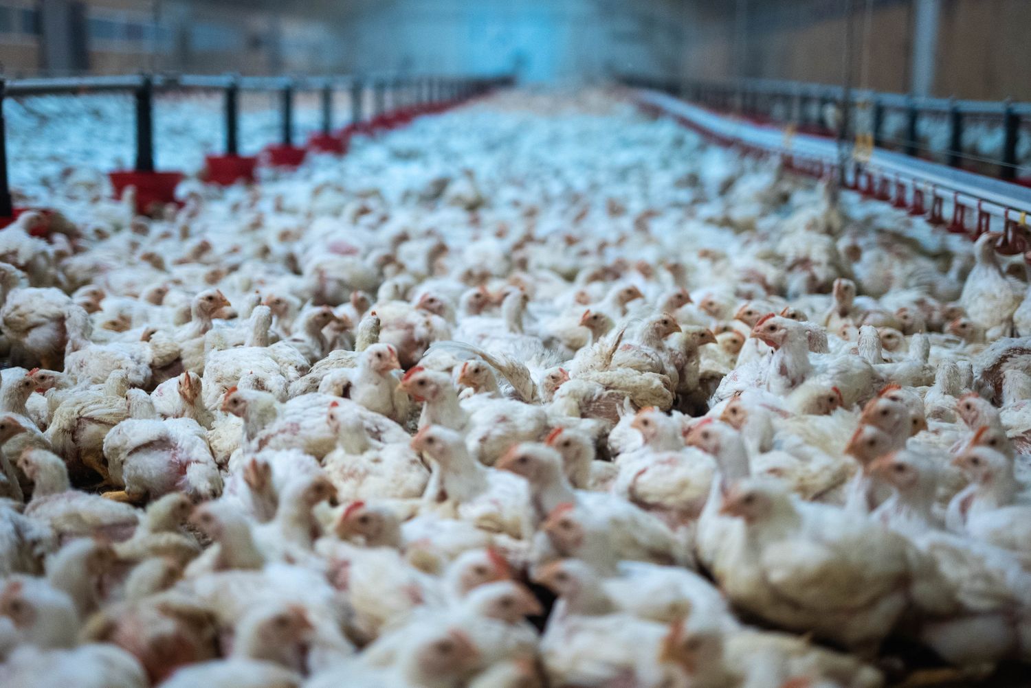 Un élevage de poulets sarthois épinglé par L214.