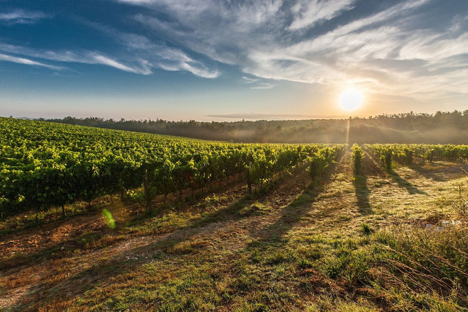 L'AOC regroupe une trentaine de vignerons.