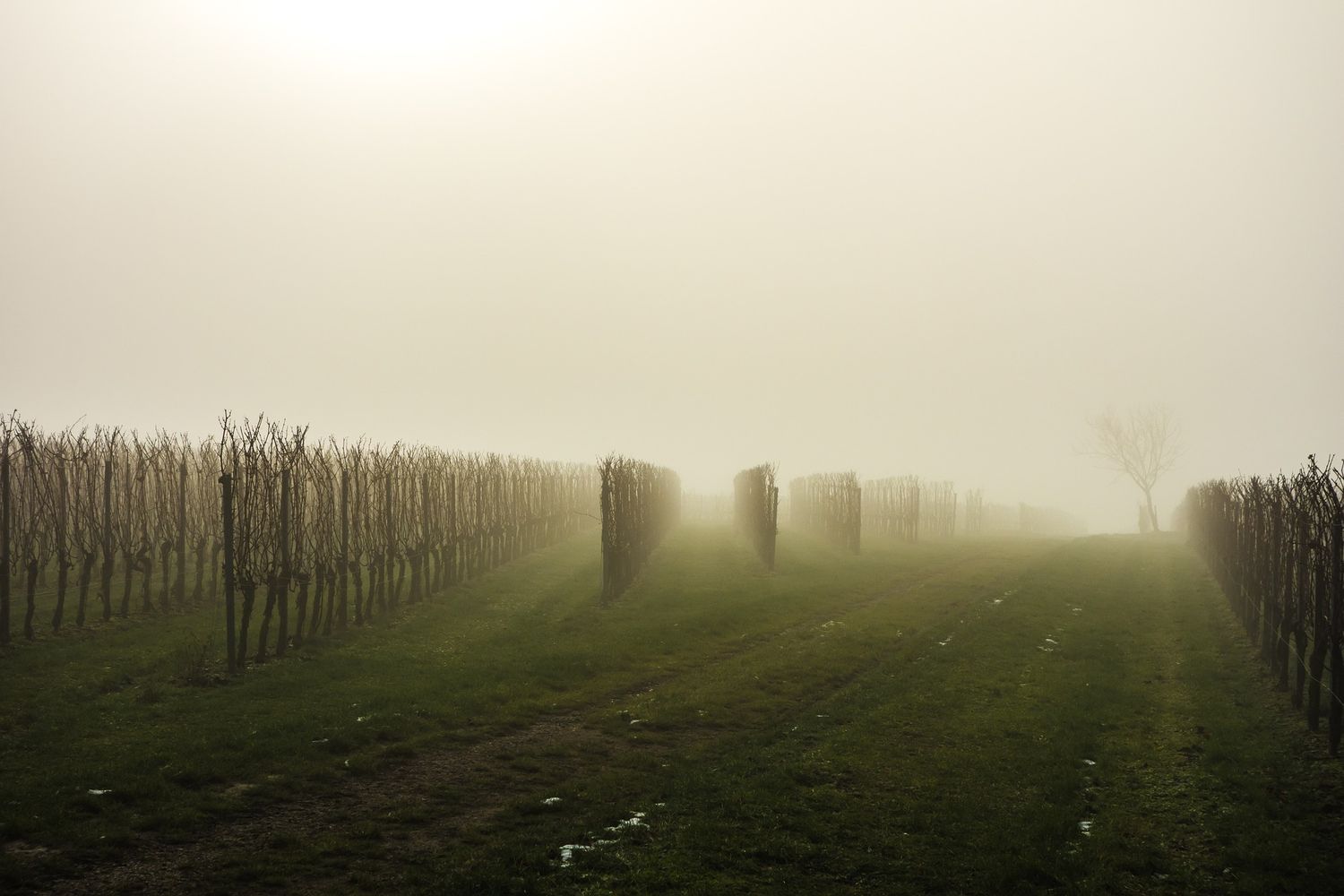 Vignes froid