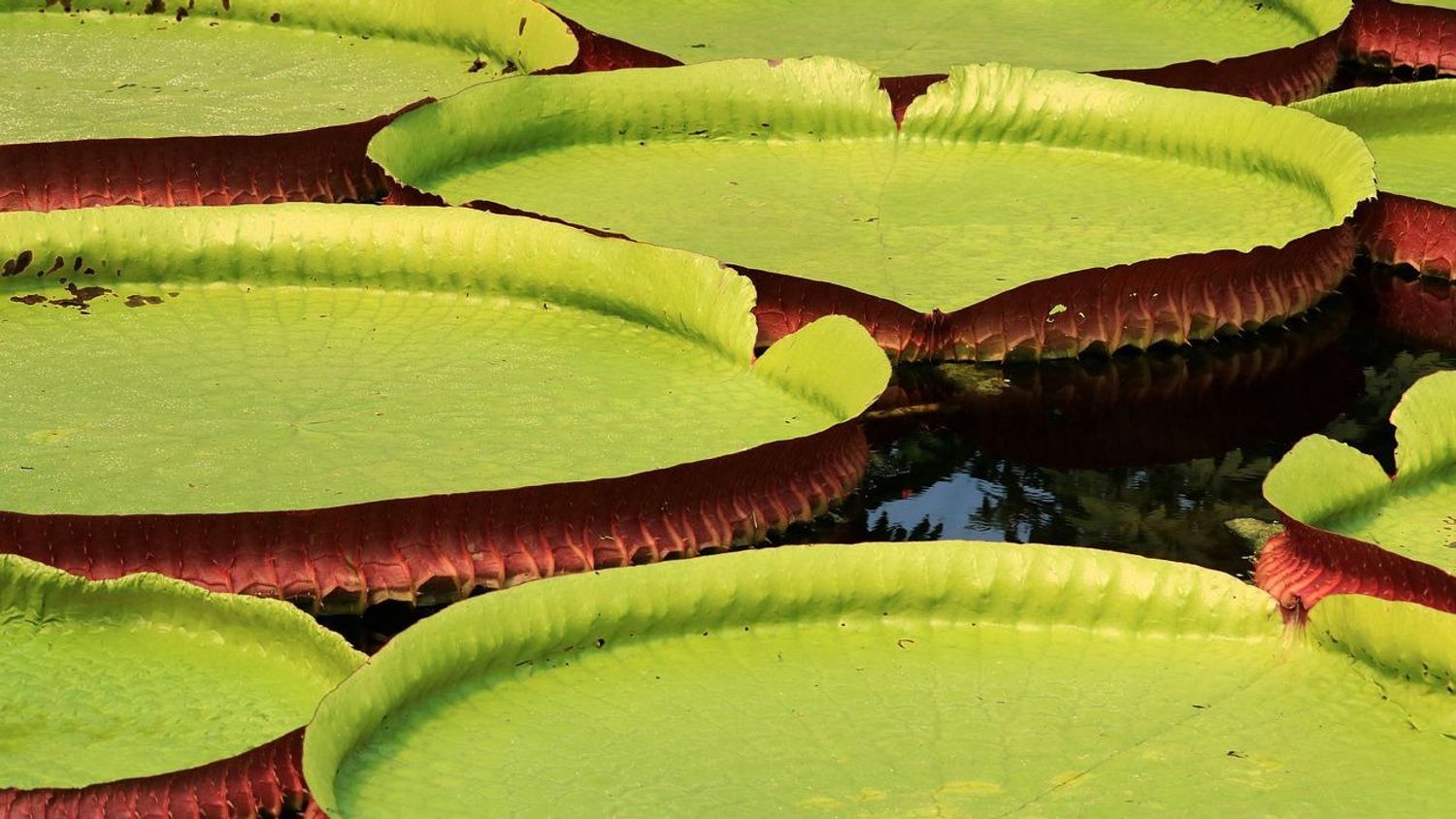 Nénuphar géant