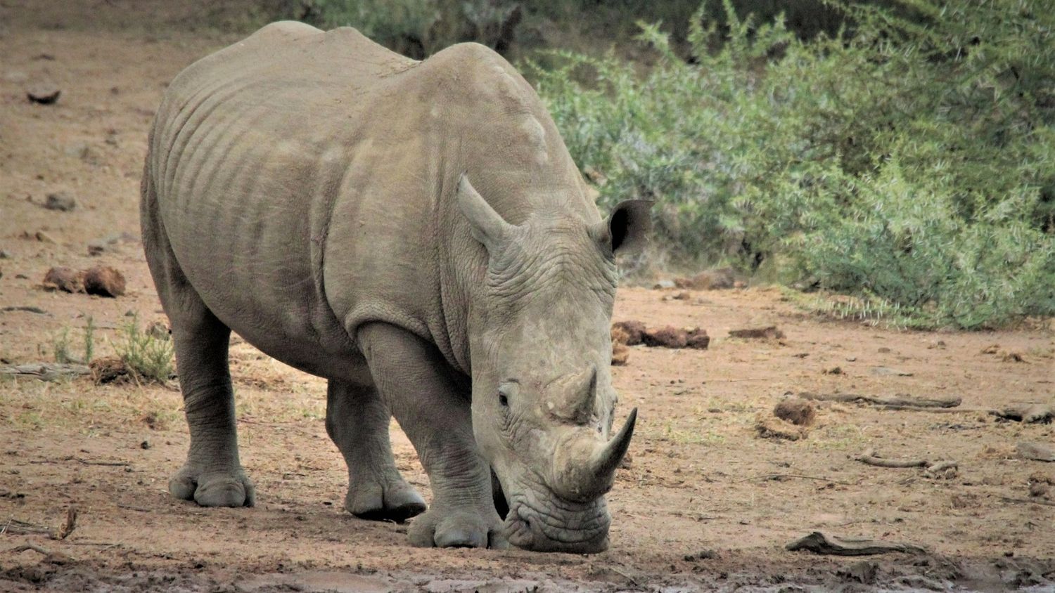 Thoiry : bientôt un troisième rhinocéros blanc dans le parc
