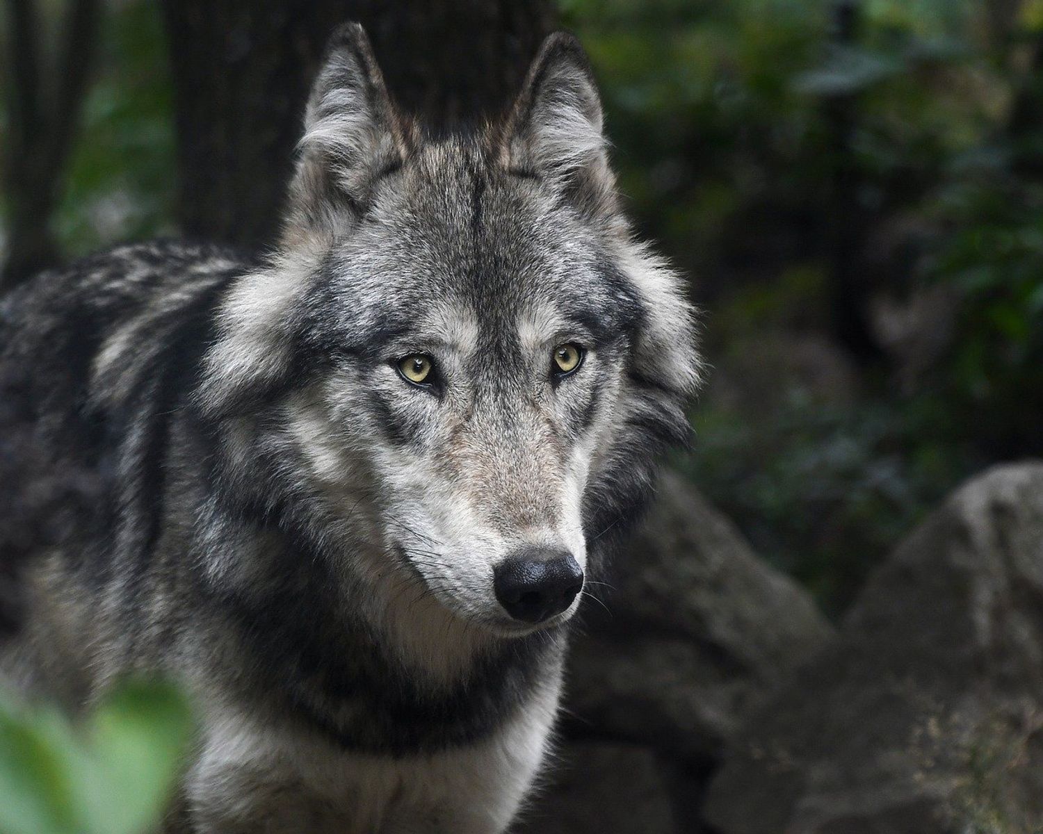 Le loup gris est une espèce protégée.