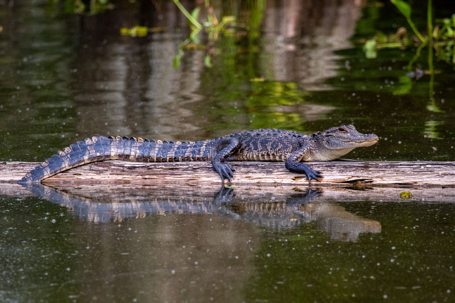 Le crocodile et le mange-mil