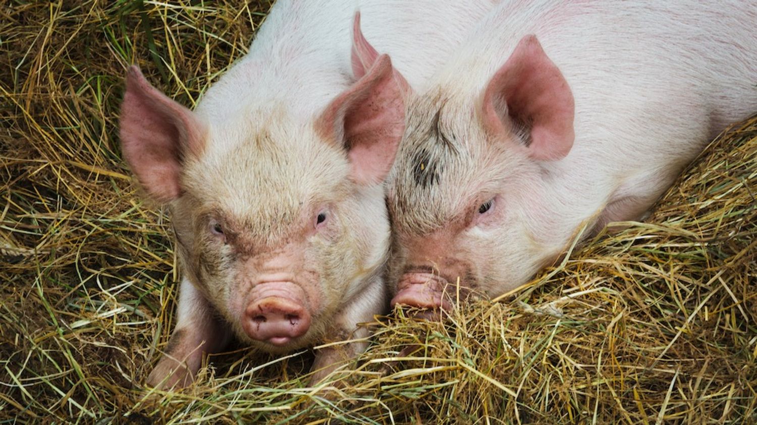 Cochon Cochon