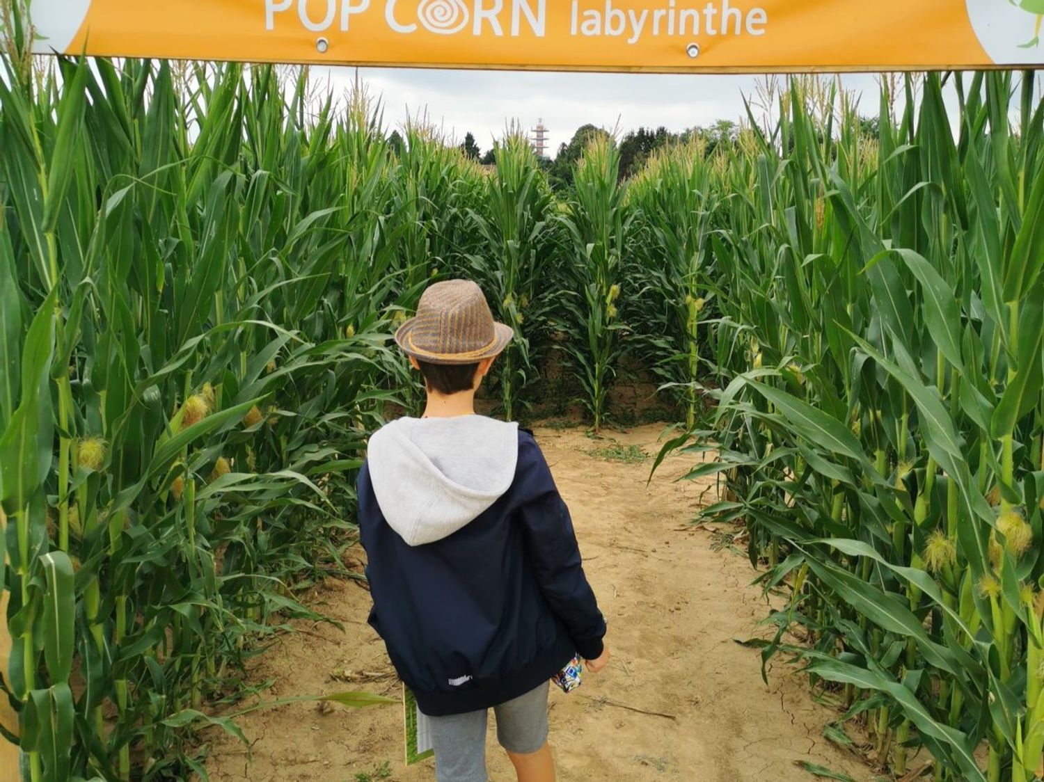 Le crush du jour : un labyrinthe de maïs à Oberhausbergen