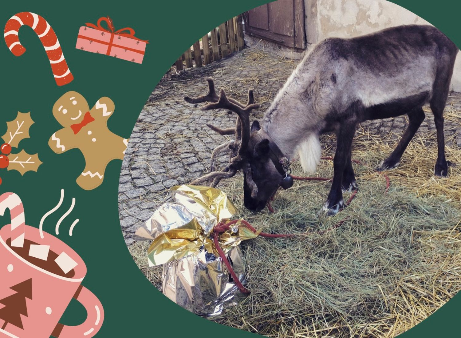 Les rennes du Père-Noël (les vrais !) seront à Gertwiller