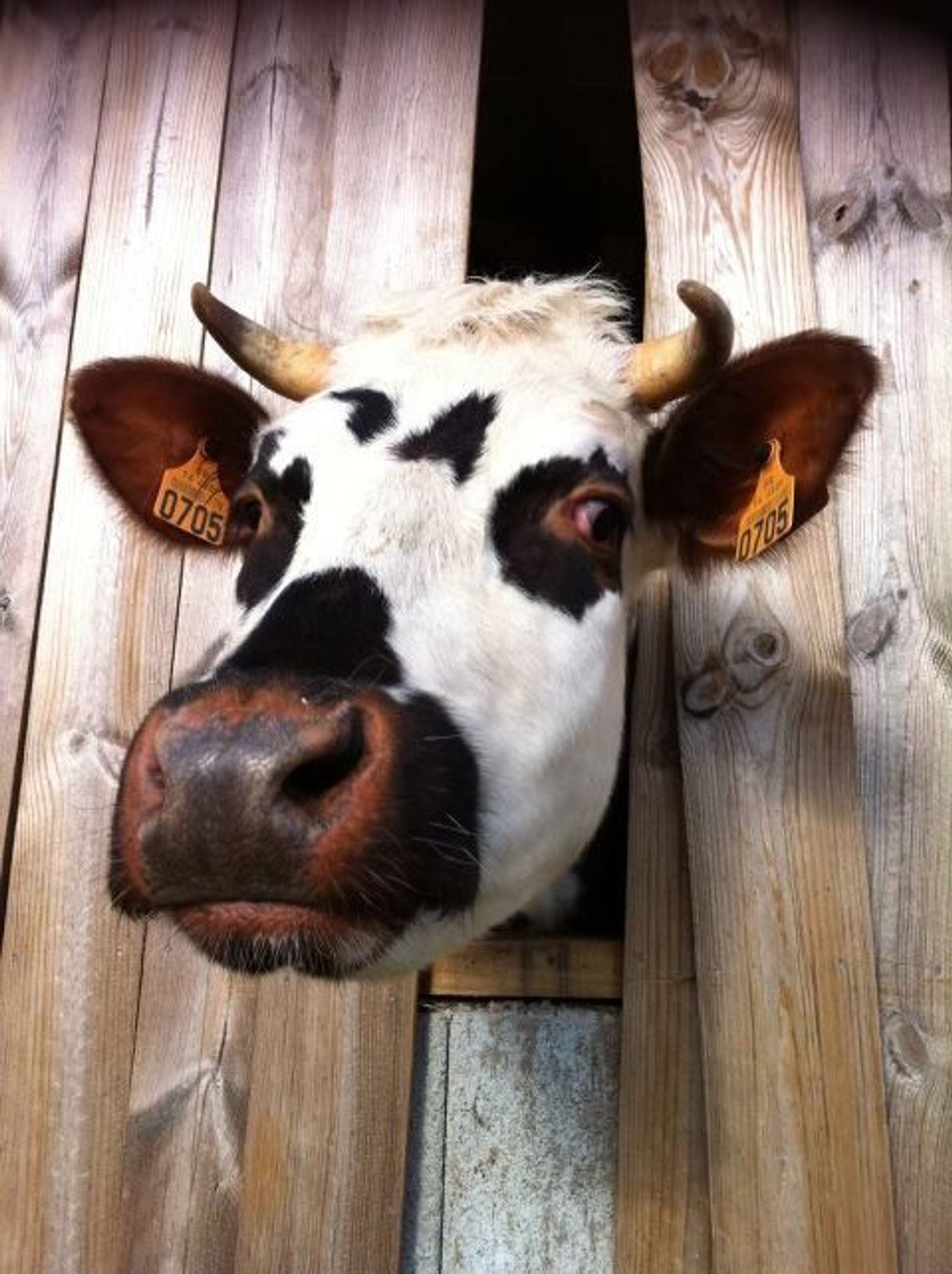 Qui a envie de découvrir les animaux de la ferme ?