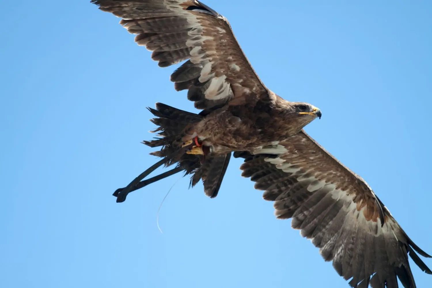 La Volerie abrite 40 espèces de rapaces
