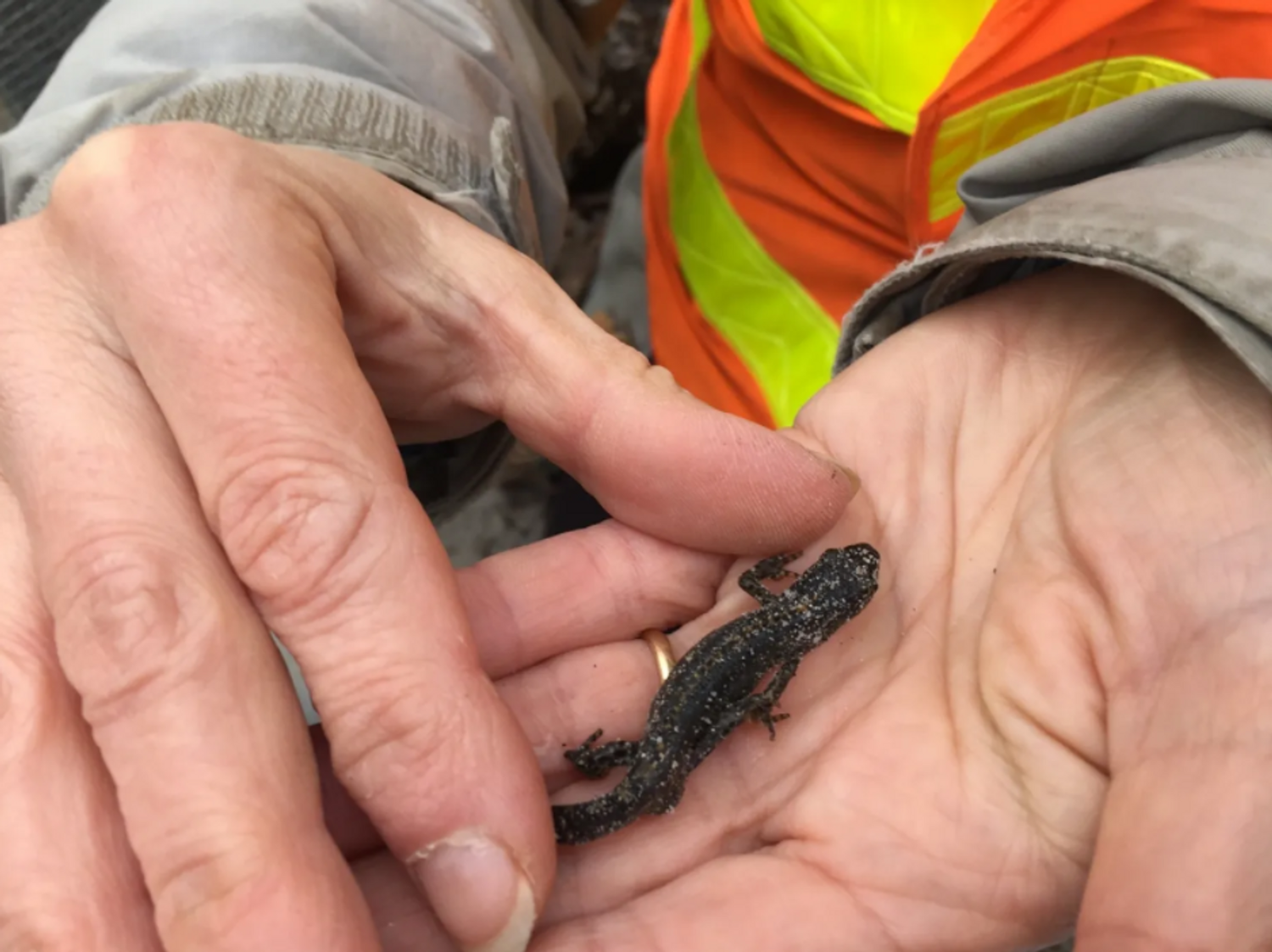 Différentes sortes d'amphibiens vont entamer leur migration
