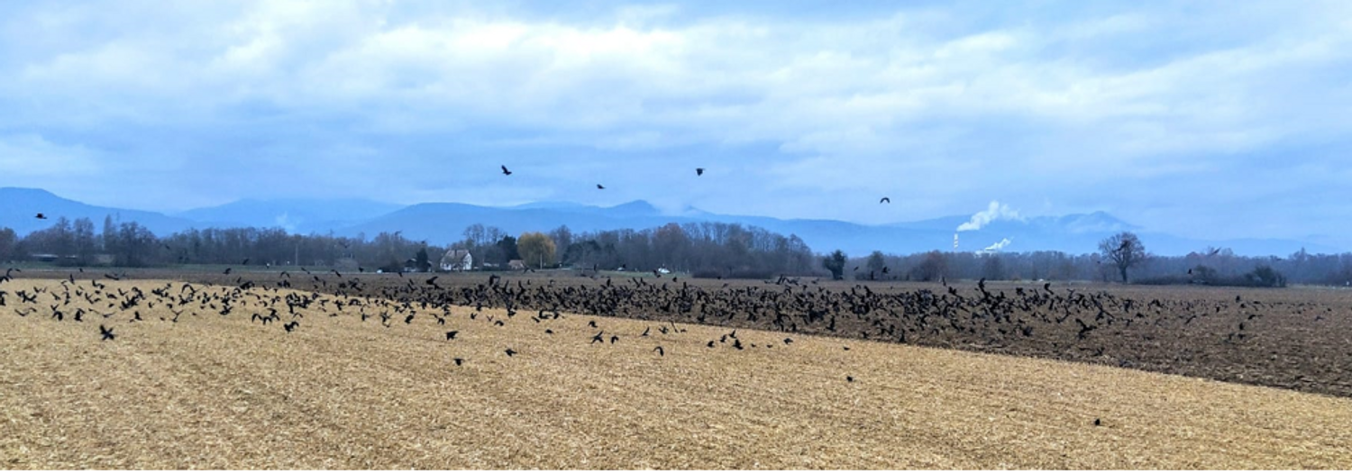 Les corbeaux dans un champ à la limite entre Colmar et Horbourg-Wihr 