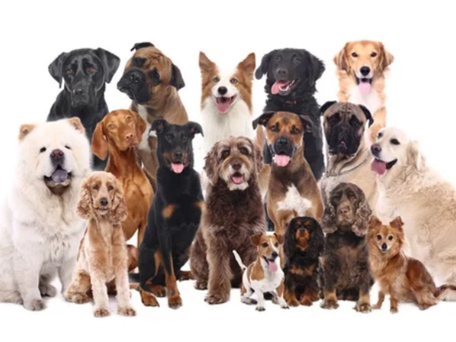 Groupe de chiens