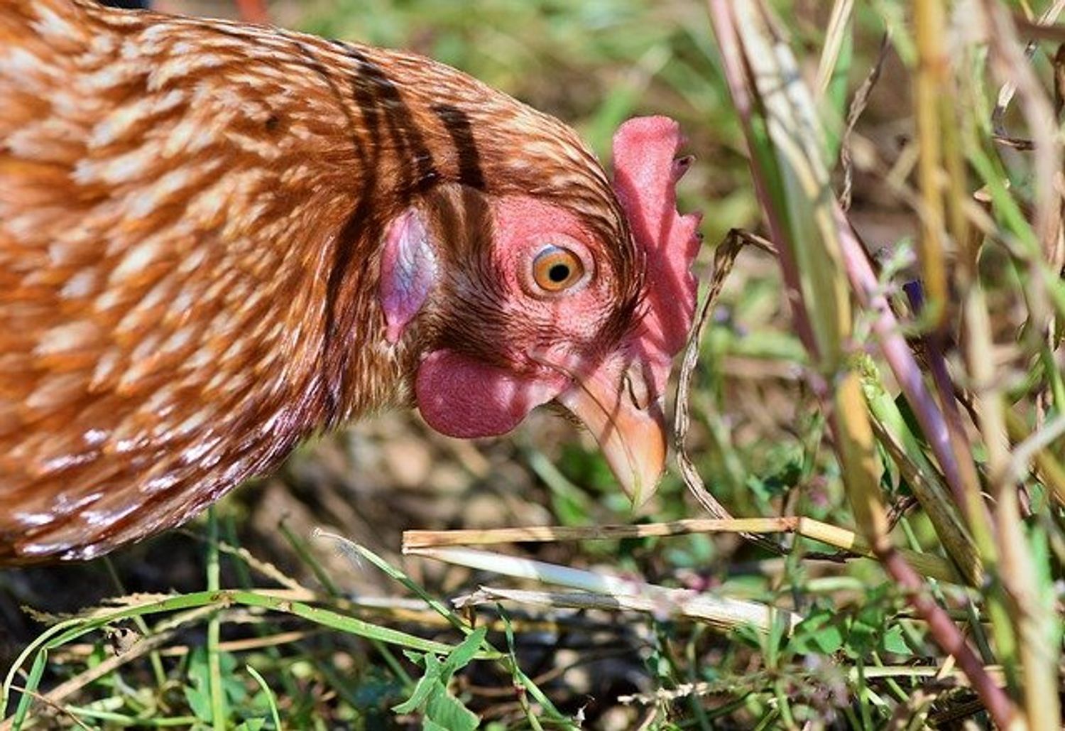 Une poule