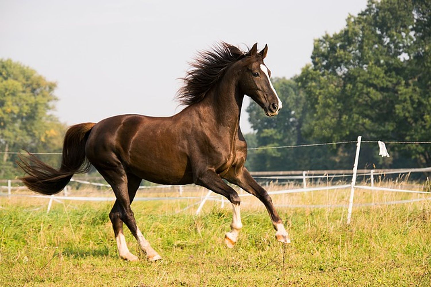 Cheval