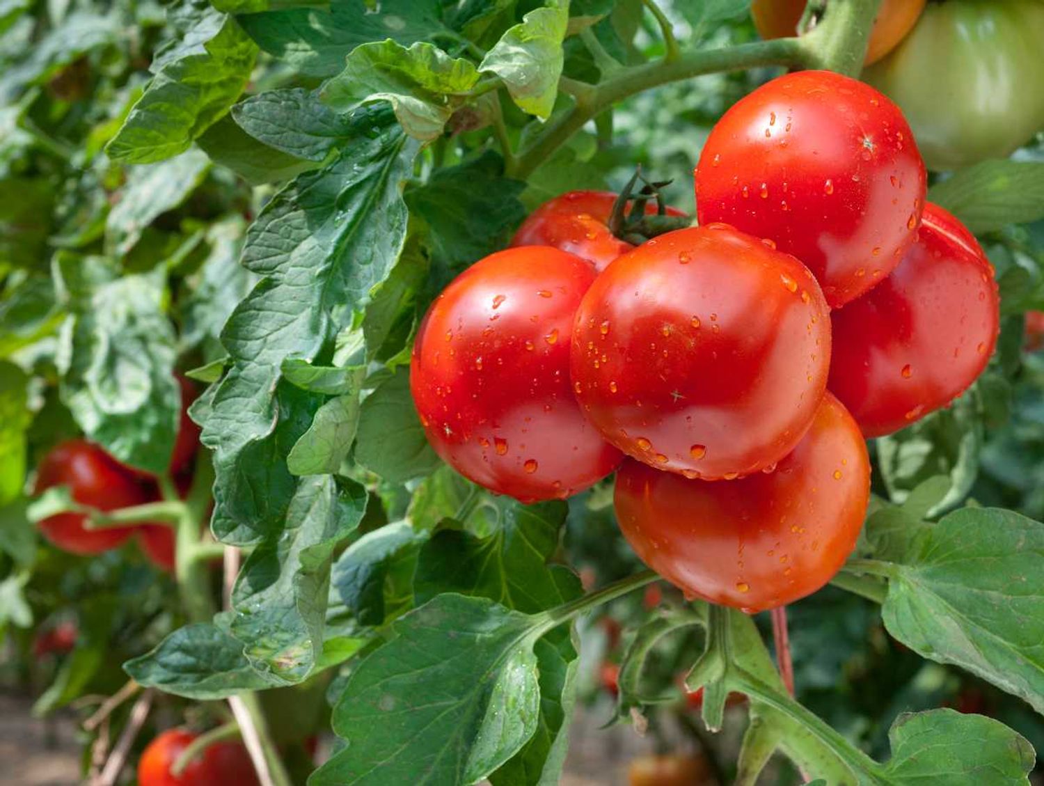 Les producteurs de tomates dénoncent une concurrence déloyale des Marocains.