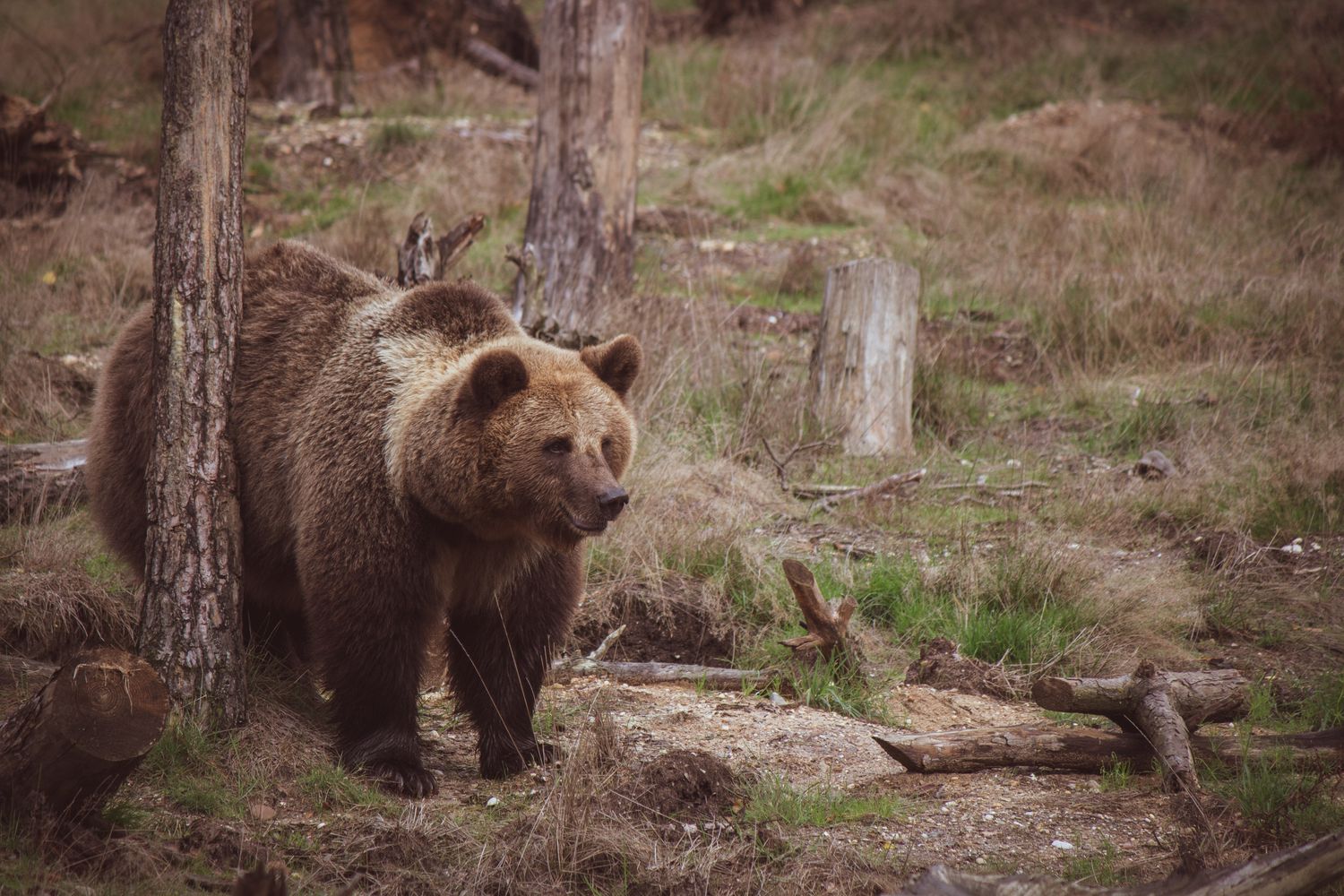 ours