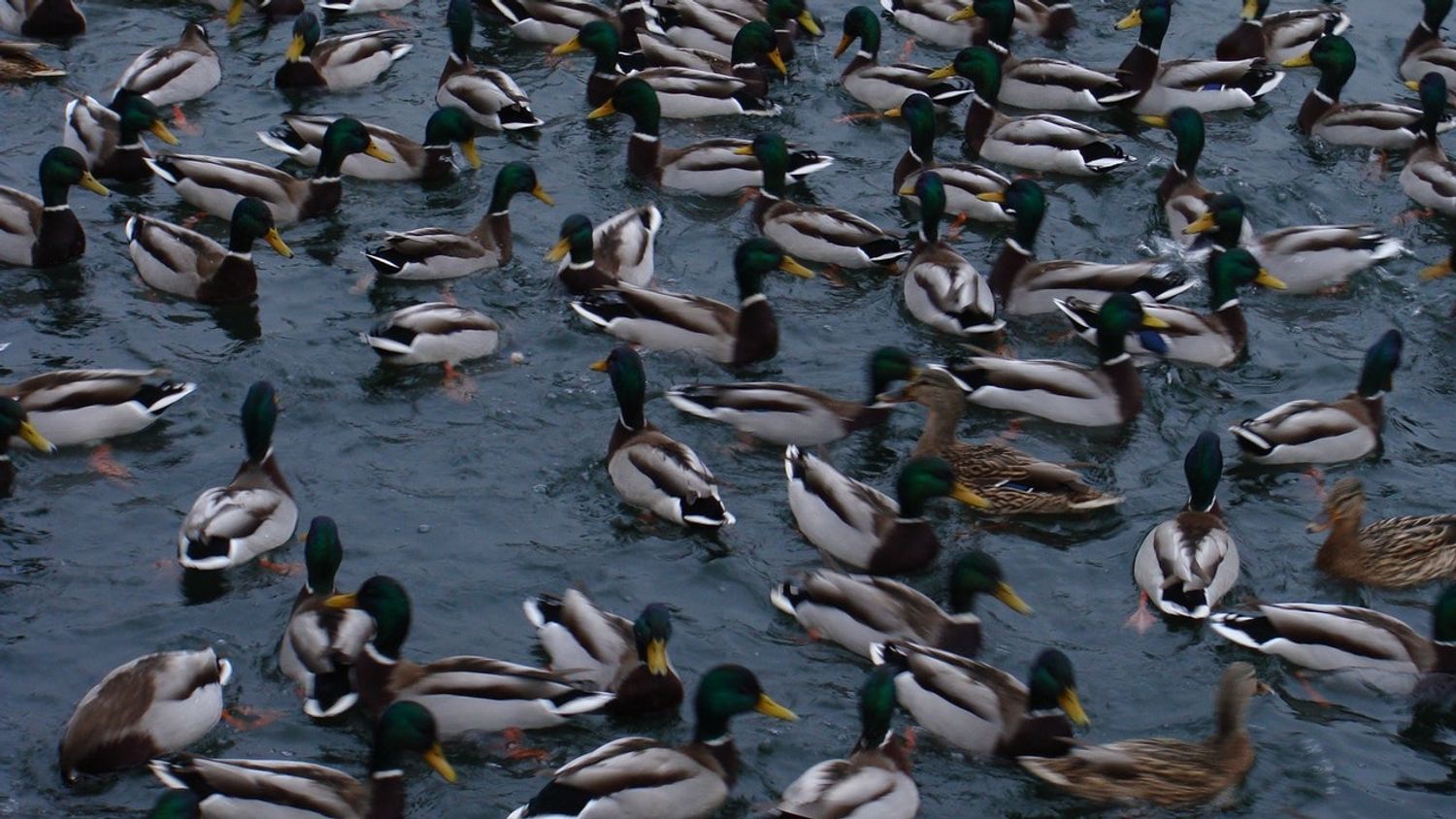 Canards