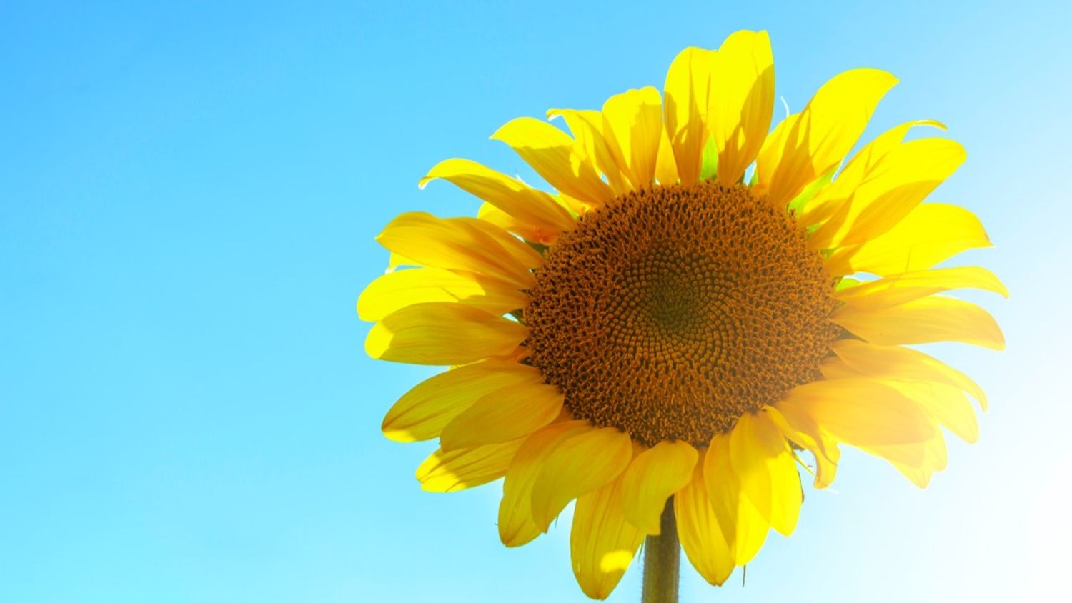 Canicule