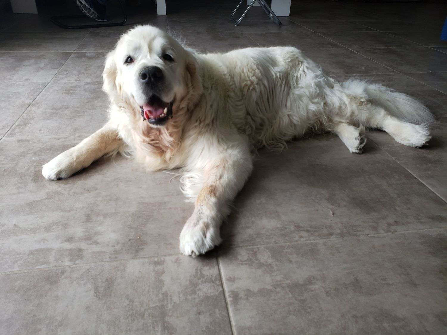 Le chien Fado