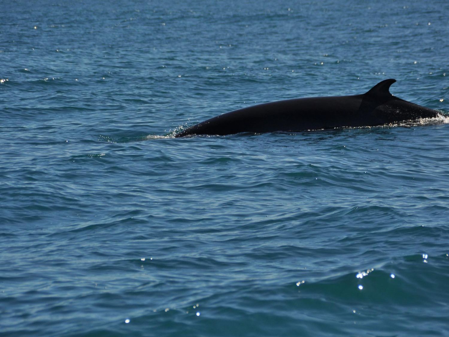 Normandie : une baleine observée dans la Seine